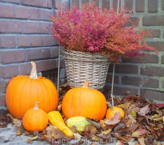 Tuintips voor oktober