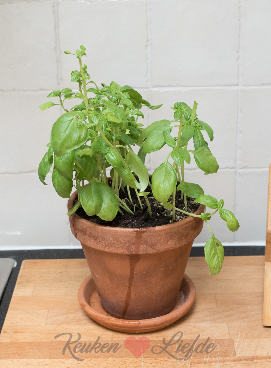 Basilicumplant verzorgen