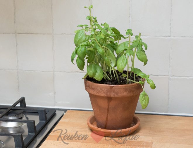Basilicumplant verzorgen