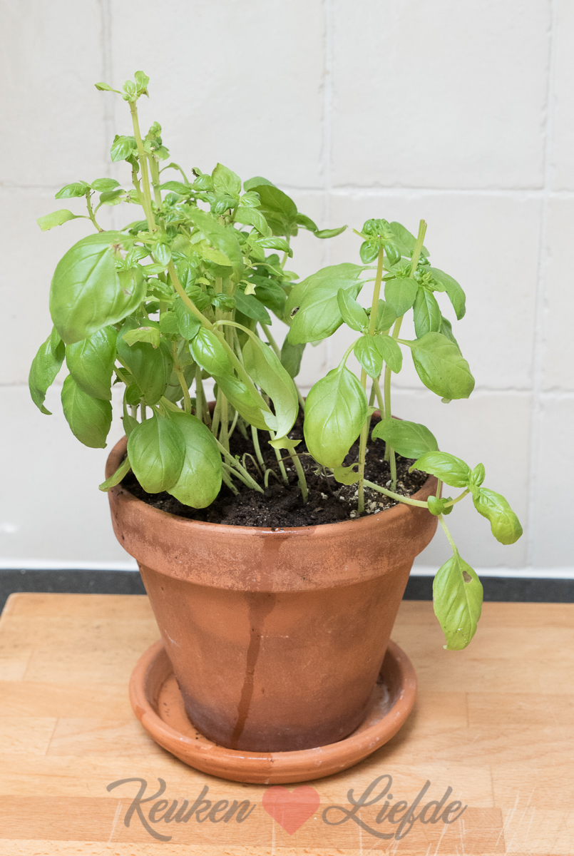 Basilicumplant verzorgen