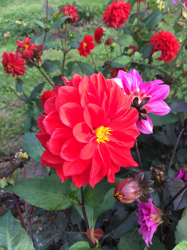 Een kijkje in de keuken week 37