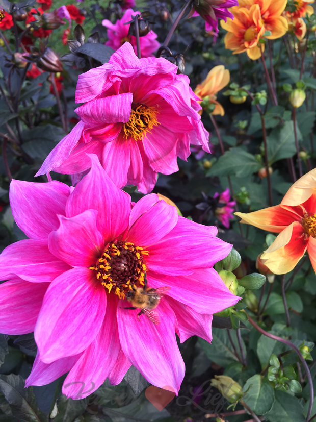 Een kijkje in de keuken week 37