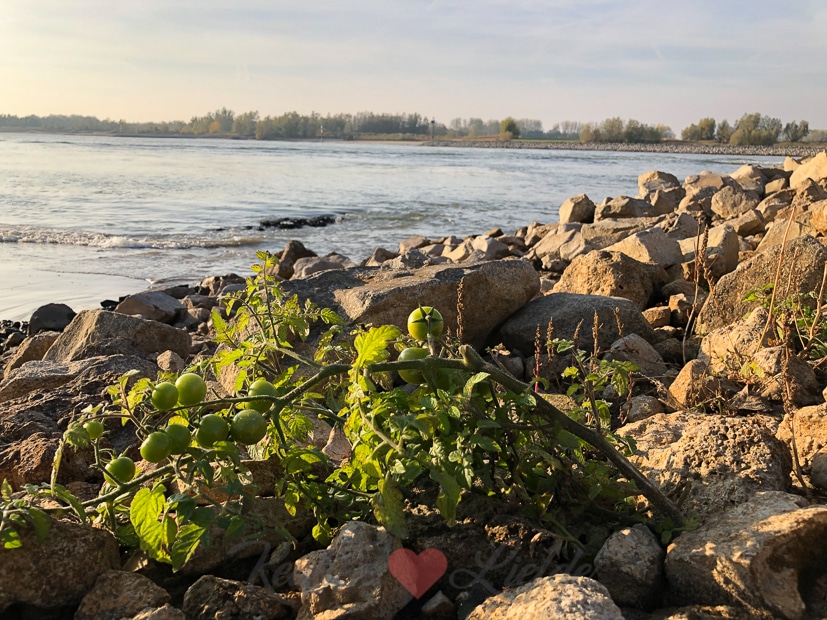 Een kijkje in de keuken week 44