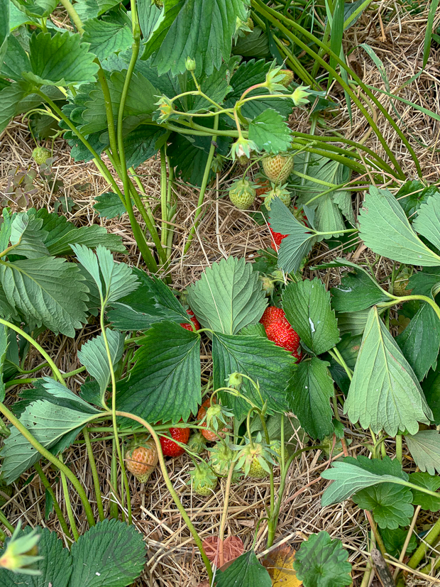 Een kijkje in de keuken week 21-2019