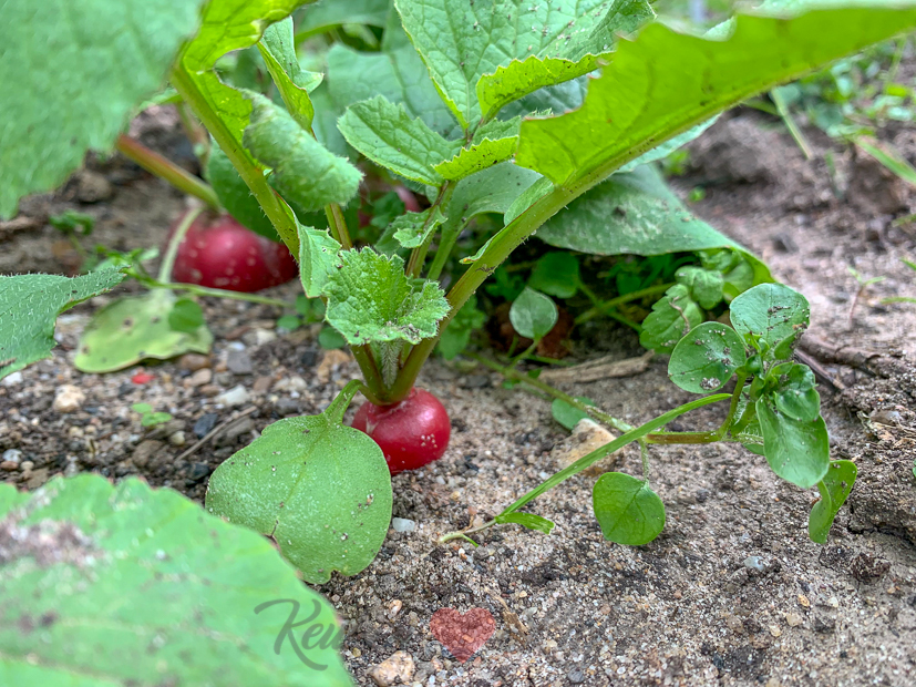 Een kijkje in de keuken week 21-2019
