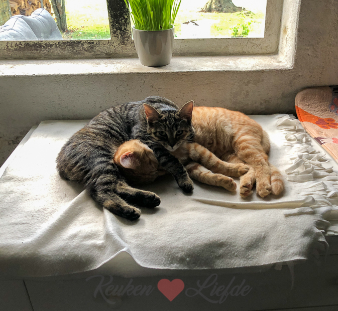 Een kijkje in de keuken week 32-2019