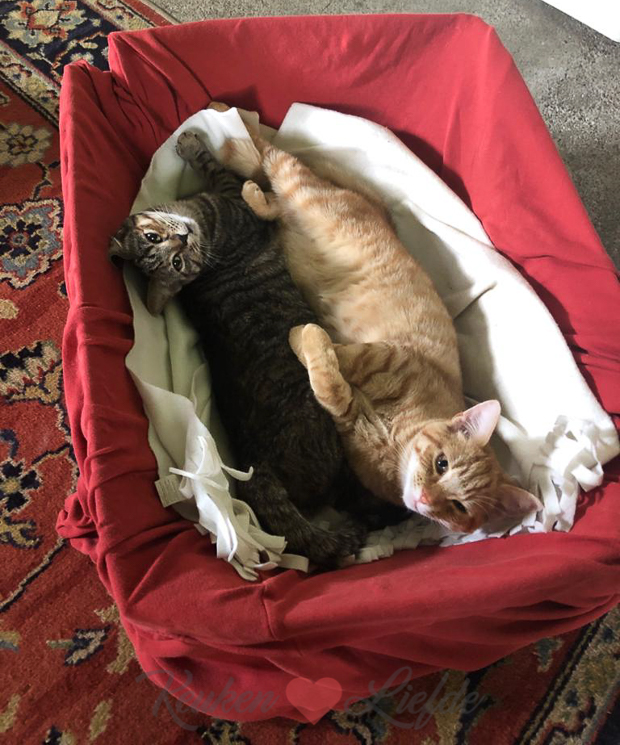 Een kijkje in de keuken week 37-2019 Een kijkje in de keuken week 37-2019