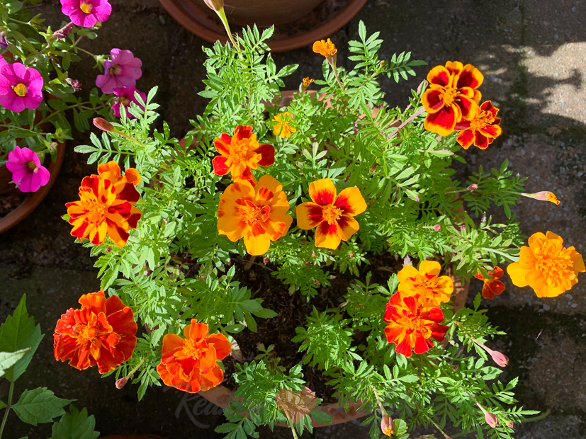 Een kijkje in de keuken week 37-2019