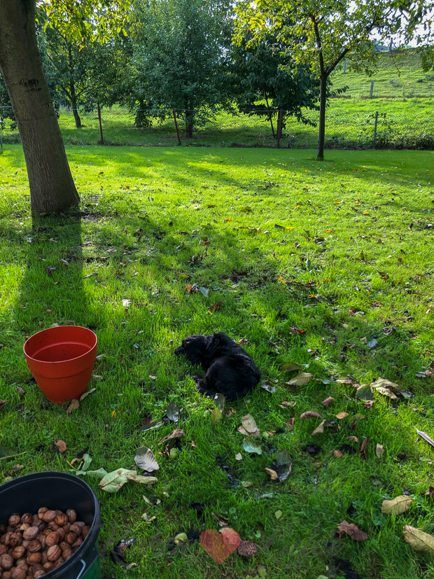 Een kijkje in de keuken week 40-2019 Een kijkje in de keuken week 40-2019