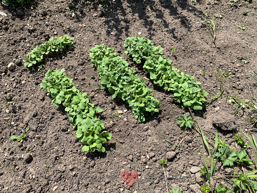 Een kijkje in de keuken week 22-2020
