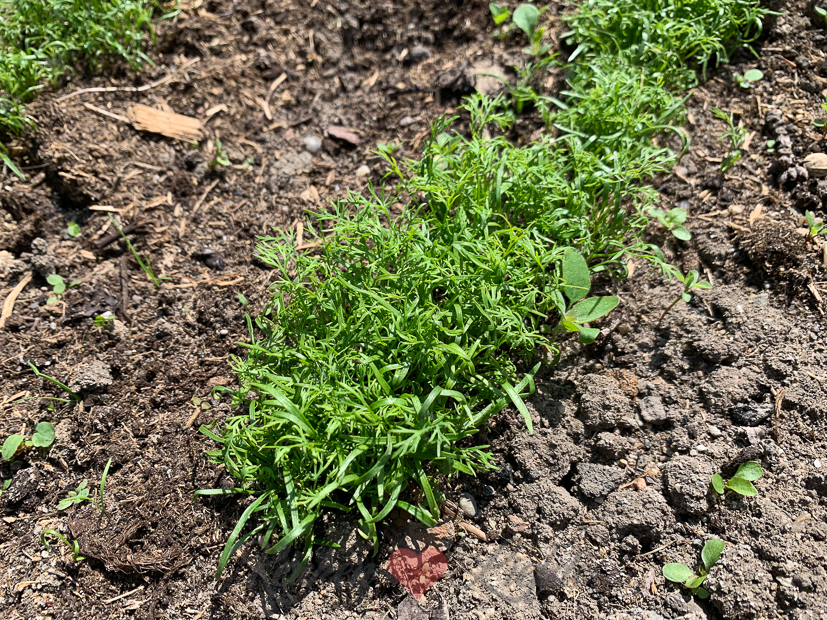 Een kijkje in de keuken week 22-2020