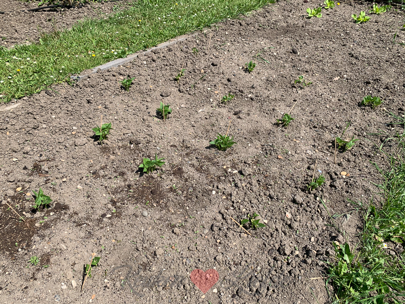 Een kijkje in de keuken week 22-2020