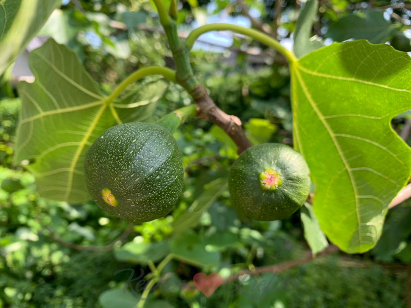 Een kijkje in de keuken week 22-2020 Een kijkje in de keuken week 22-2020