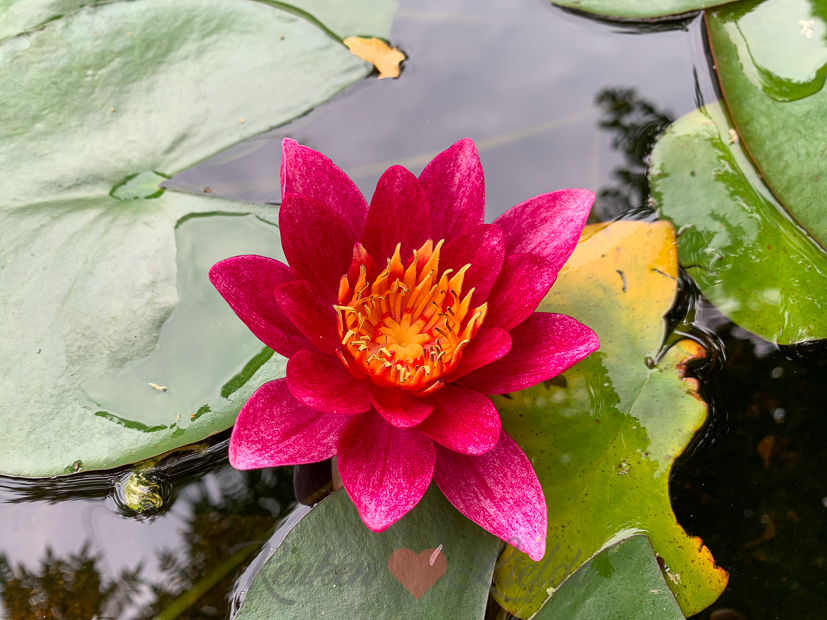 Een kijkje in de keuken week 24-2020