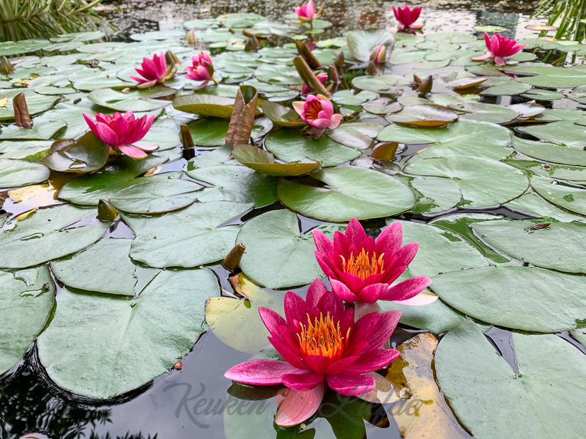 Een kijkje in de keuken week 24-2020