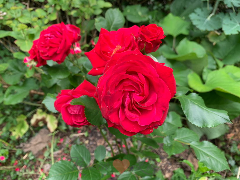 Een kijkje in de keuken week 24-2020