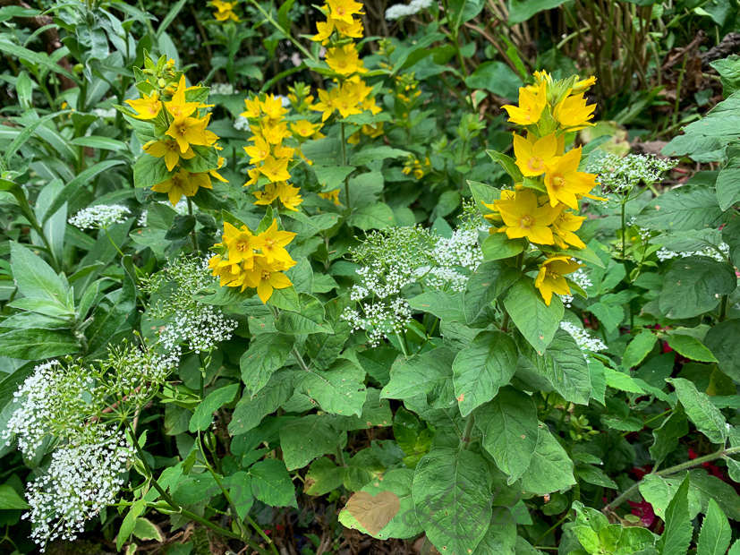 Een kijkje in de keuken week 24-2020