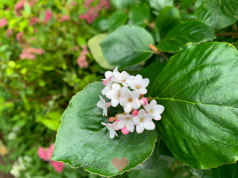 Een kijkje in de keuken week 24-2020