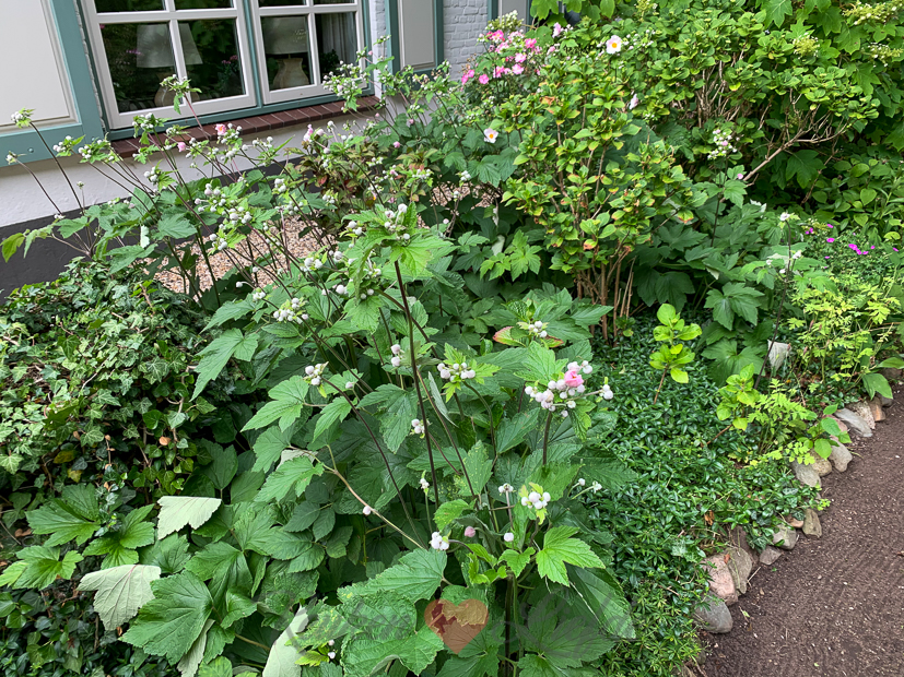 Een kijkje in de keuken week 24-2020