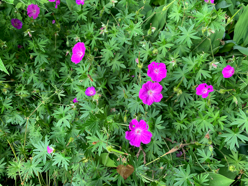 Een kijkje in de keuken week 24-2020