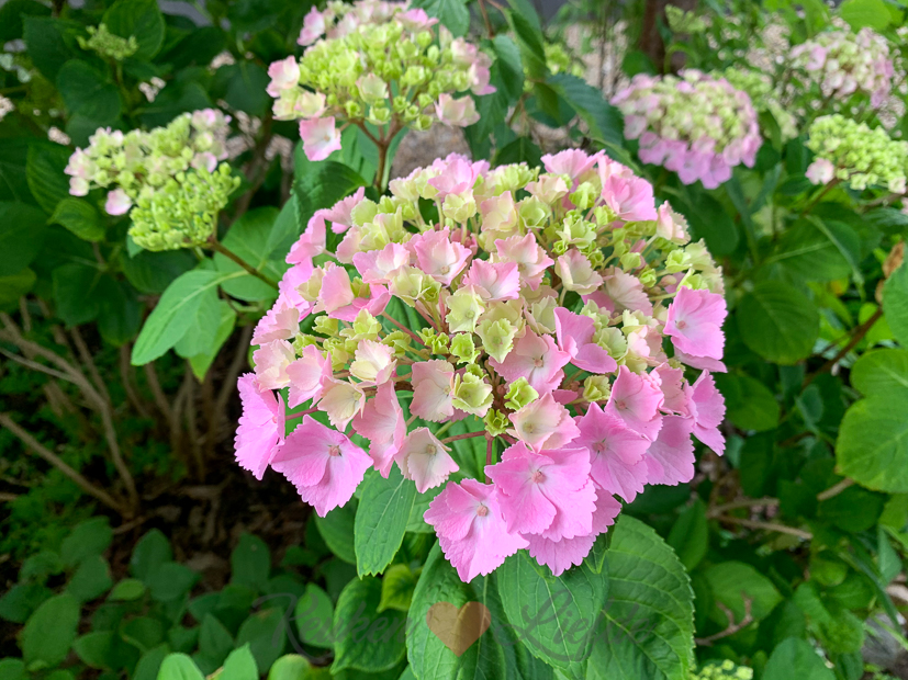 Een kijkje in de keuken week 24-2020