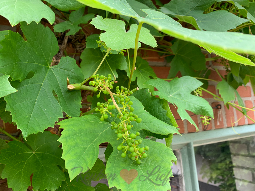 Een kijkje in de keuken week 24-2020