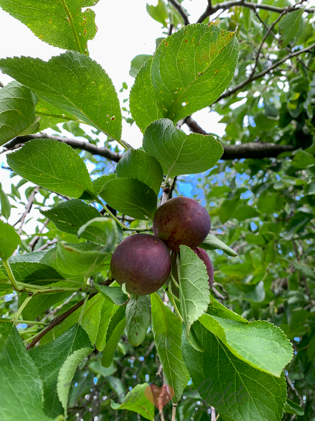 Een kijkje in de keuken week 29-2020 Een kijkje in de keuken week 29-2020