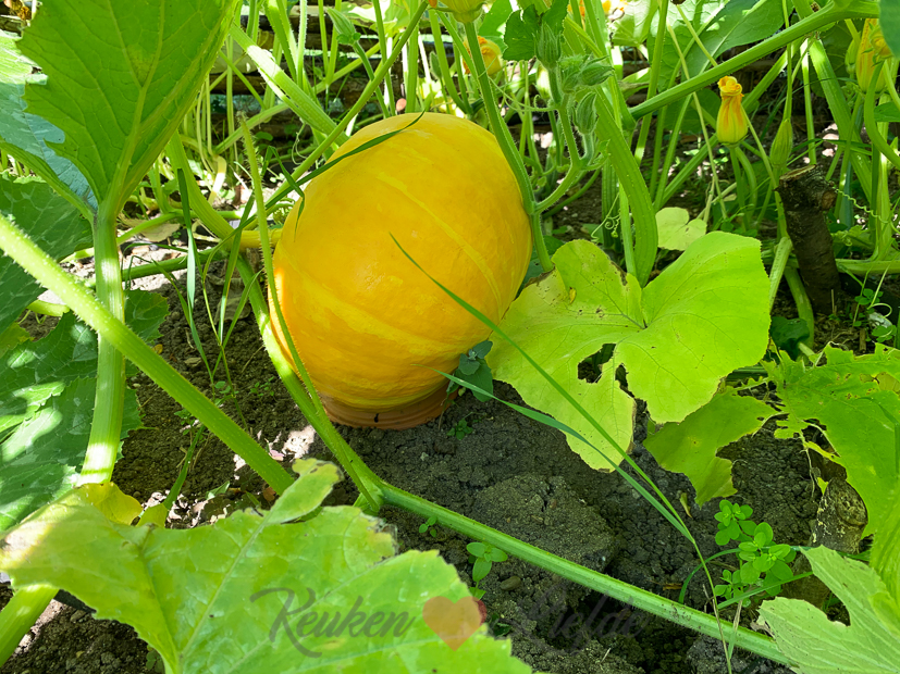 Een kijkje in de keuken week 31-2020