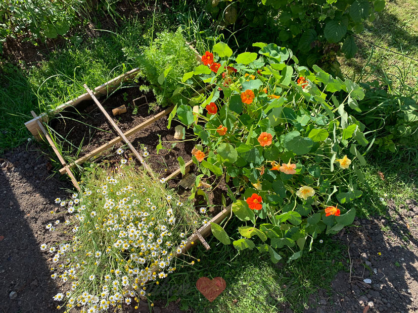 Een kijkje in de keuken week 31-2020