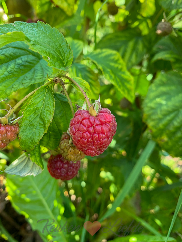 Een kijkje in de keuken week 31-2020