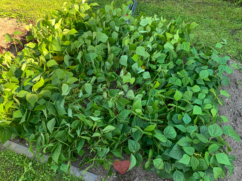 Een kijkje in de keuken week 31-2020