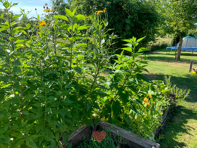 Een kijkje in de keuken week 31-2020