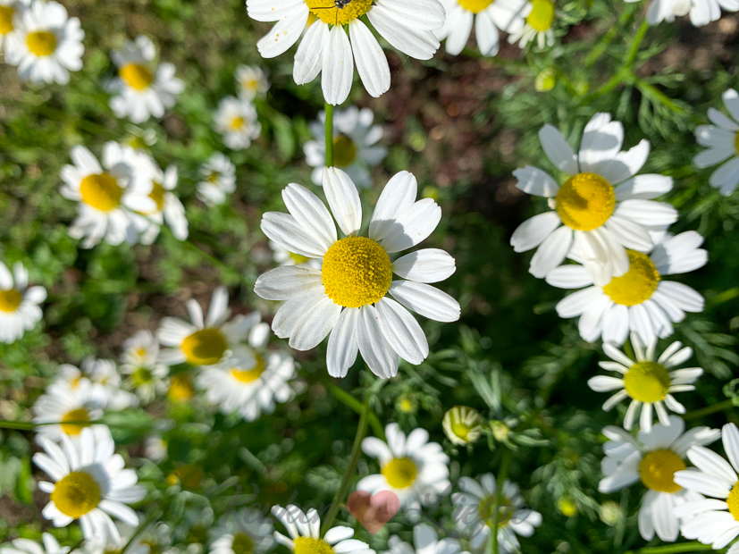 Een kijkje in de keuken week 31-2020