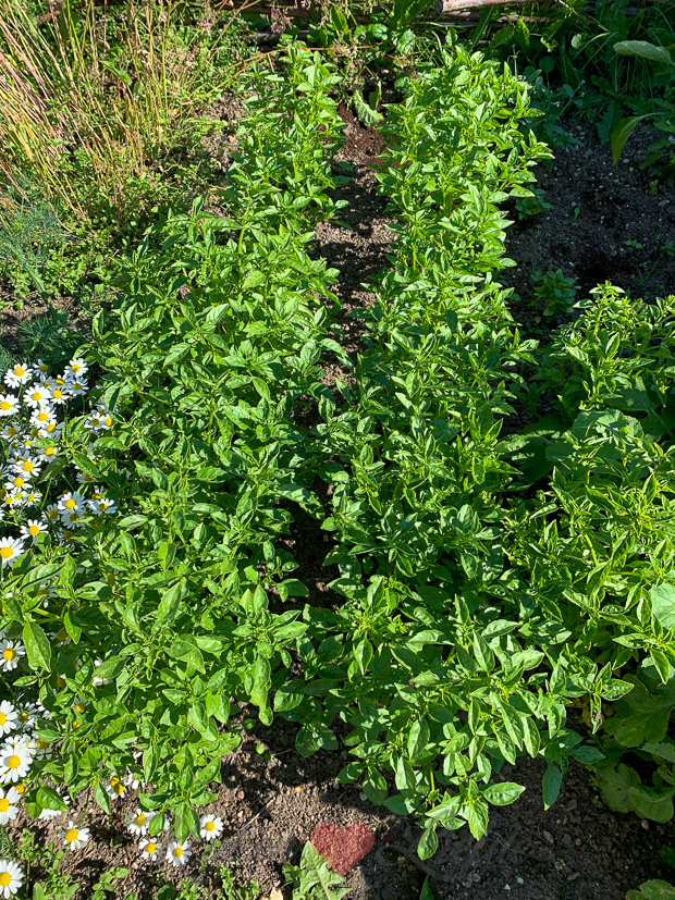 Een kijkje in de keuken week 31-2020