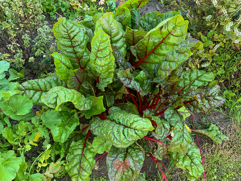 Een kijkje in de keuken week 31-2020