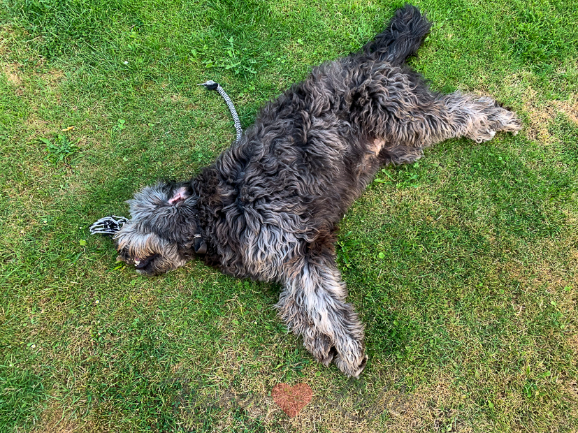 Een kijkje in de keuken week 32-2020