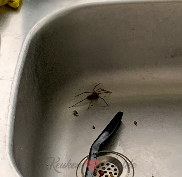 Een kijkje in de keuken week 33-2020 Een kijkje in de keuken week 33-2020