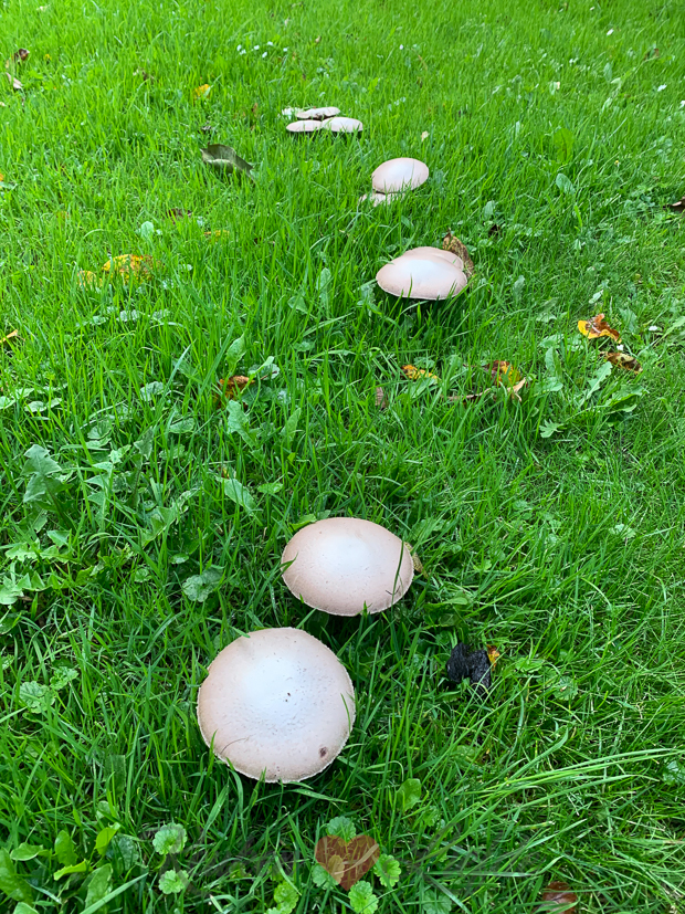 Een kijkje in de keuken week 40-2020