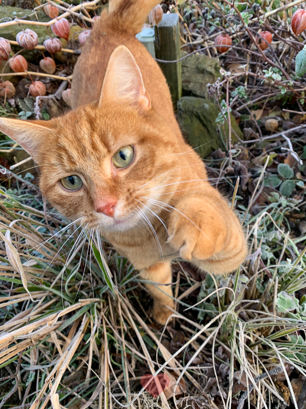 Een kijkje in de keuken week 2-2021