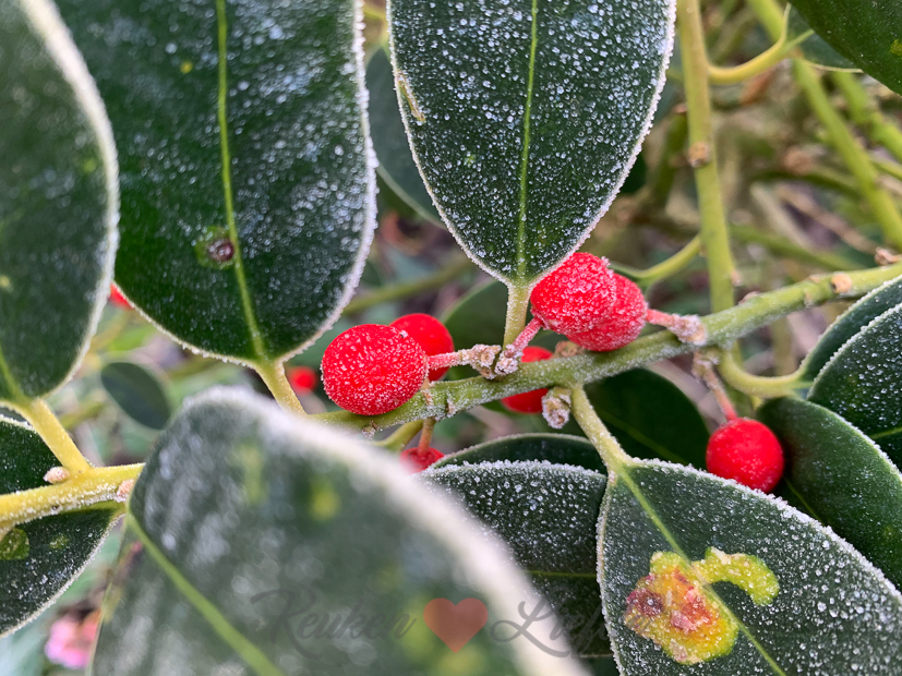 Een kijkje in de keuken week 2-2021