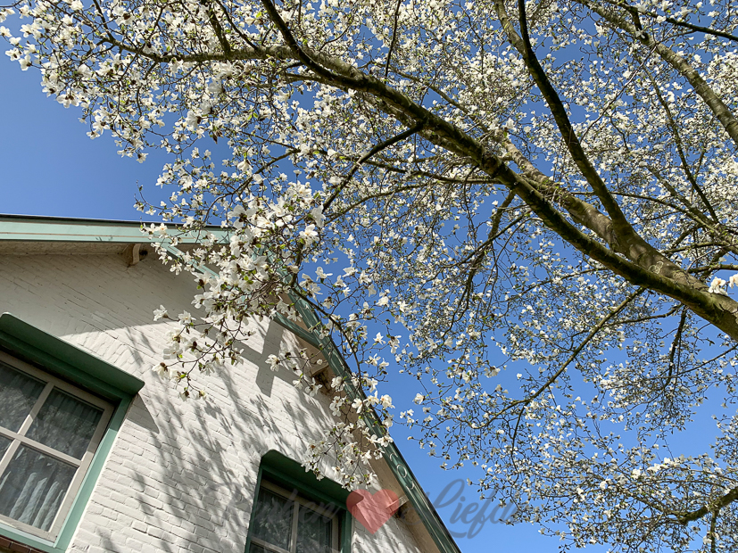 Een kijkje in de keuken week 14-2021