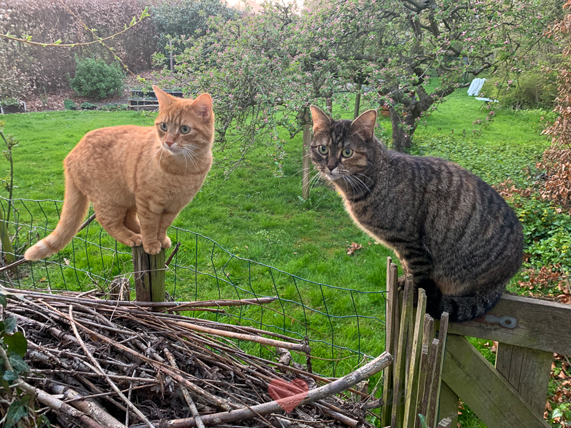 Een kijkje in de keuken week 17-2021
