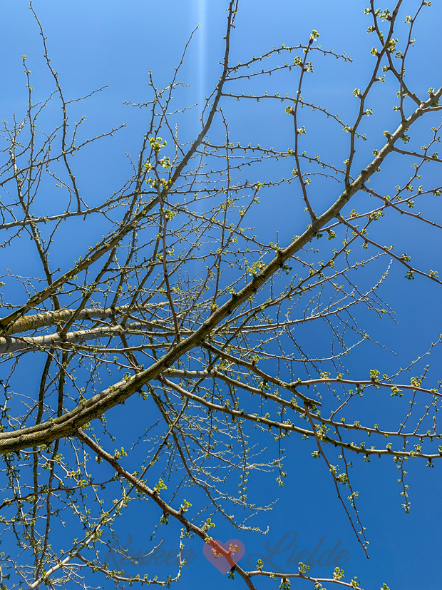 Een kijkje in de keuken week 17-2021