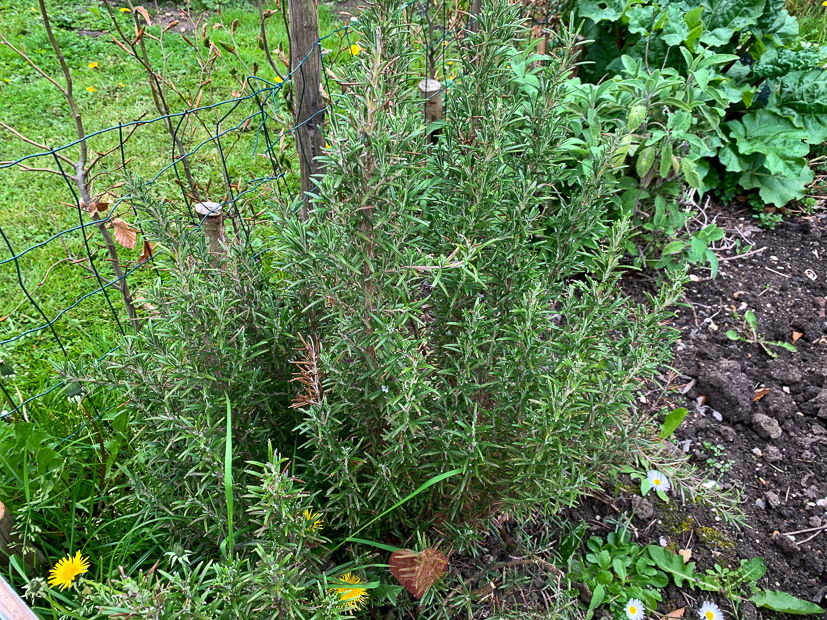 Een kijkje in de keuken week 19-2021