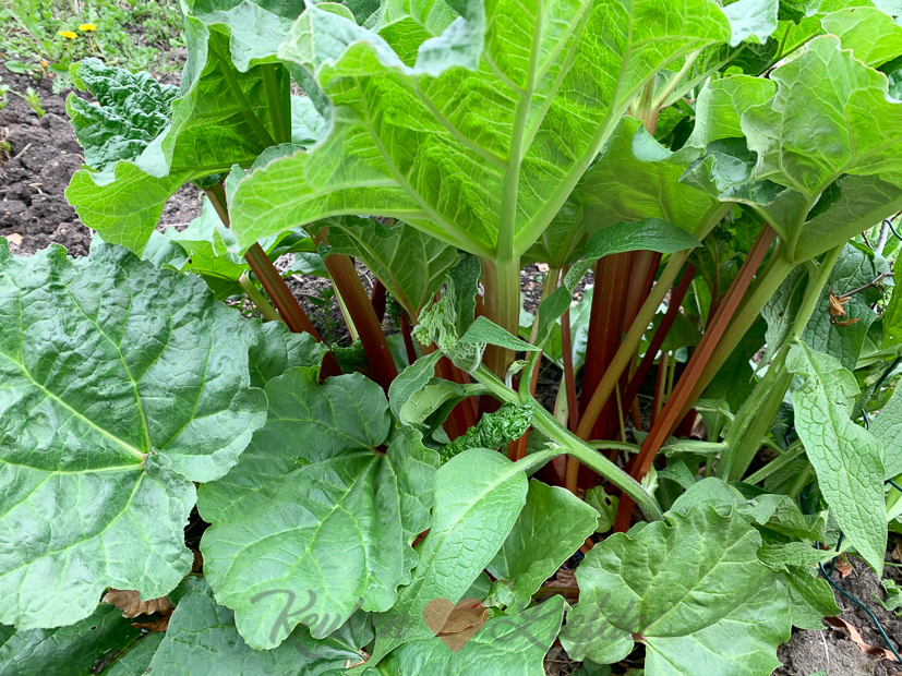 Een kijkje in de keuken week 19-2021