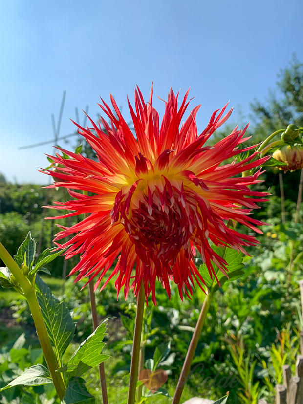 Een kijkje in de keuken week 30-2021