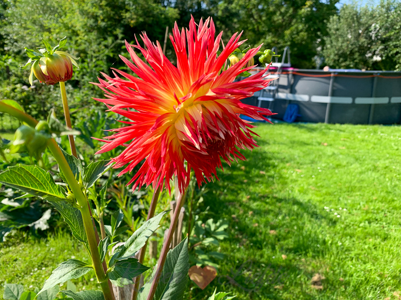 Een kijkje in de keuken week 30-2021