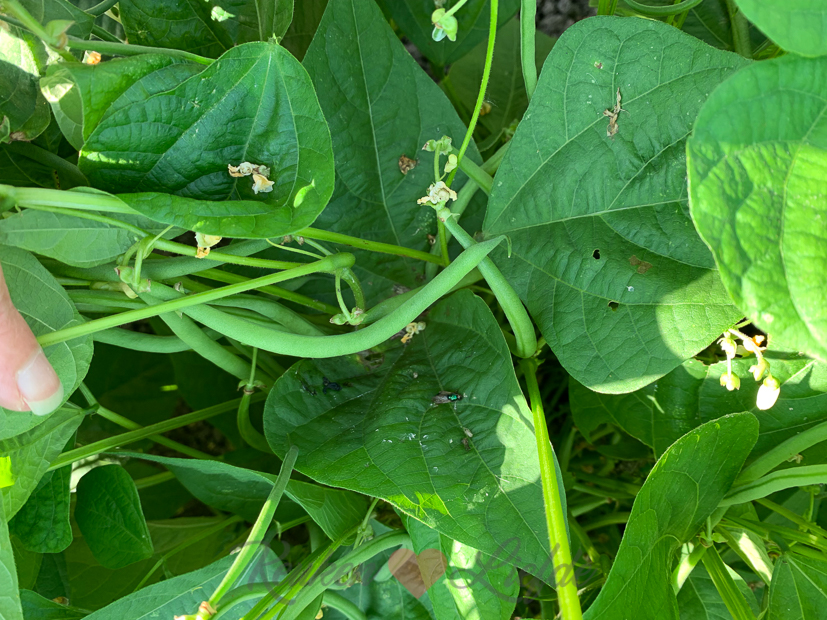 Een kijkje in de keuken week 30-2021