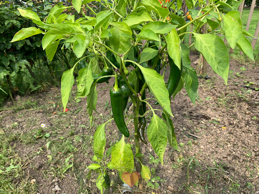 Een kijkje in de keuken week 34-2021