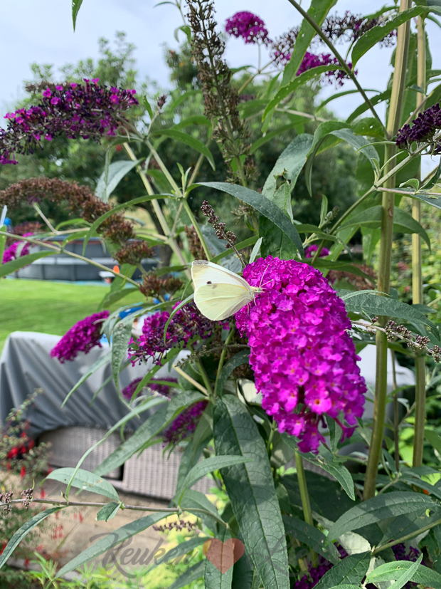 Een kijkje in de keuken week 34-2021